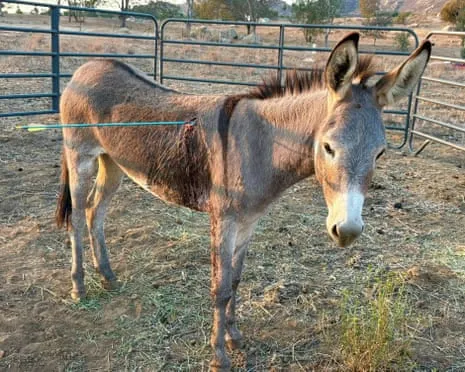Donkey On the Mend After Latest Arrow Attack on Feral Donkeys in California